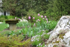 jtulips white boulder