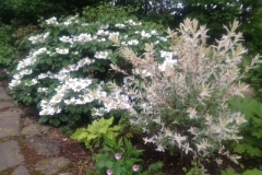 viburnum willow