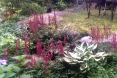 astilbe hosta