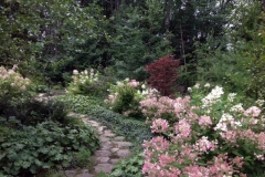 hydrangea path