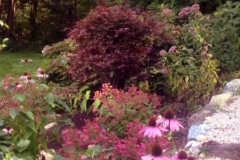 japanese maple with hydreangea