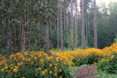 rudebeckiablackyed path